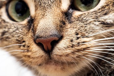 Pembe burunlu bir gri kedi yakın çekim, şirin evde beslenen hayvan