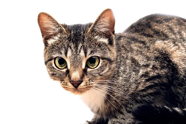 Roze Neus Van Een Grijze Kat Close Een Witte Achtergrond — Stockfoto