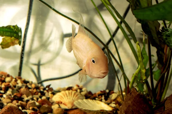 Gros Poisson Orange Dans Aquarium Parmi Les Algues — Photo