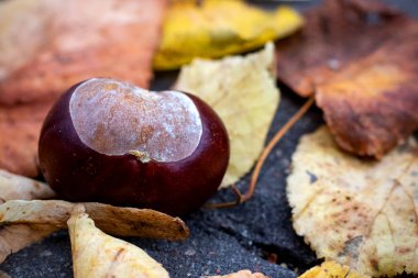 Kestane sarı sonbahar arasında yakın kopya alanı ile yaprakları