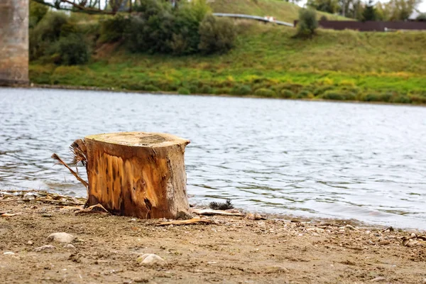 Tocón Del Árbol Orilla Del Río Arenoso —  Fotos de Stock