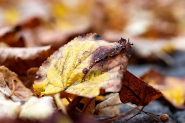 Sarı sonbahar yaprak closeup yaprakların bir arka plan