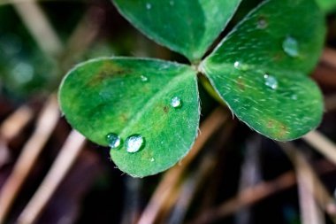 Bir bıçak çimen yaprağına Çiy damlaları