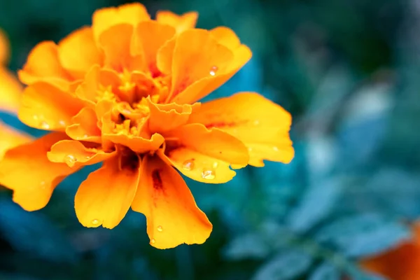 Fleur jaune sur le fond de feuilles vertes — Photo