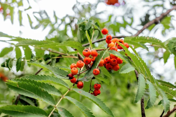 Branch of red mountain ash among the leaves — Stock Photo, Image