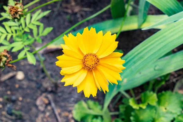 Жовта квітка на тлі листя і землі — стокове фото