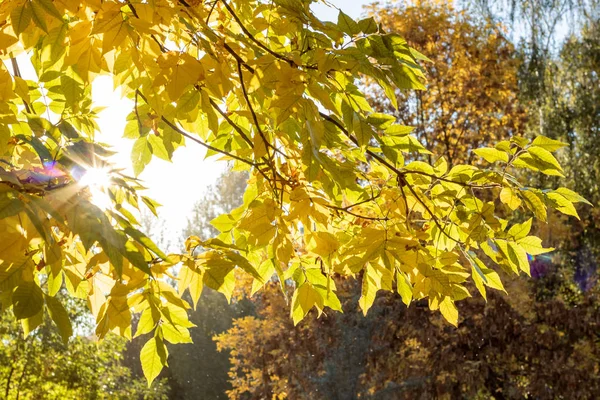 Rays of the sun among the yellow autumn leaves — Stock Photo, Image