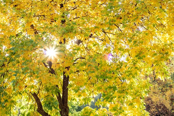 Raios do sol entre as folhas de outono amarelas — Fotografia de Stock