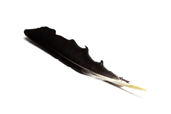 La pluma negra sobre un fondo blanco —  Fotos de Stock