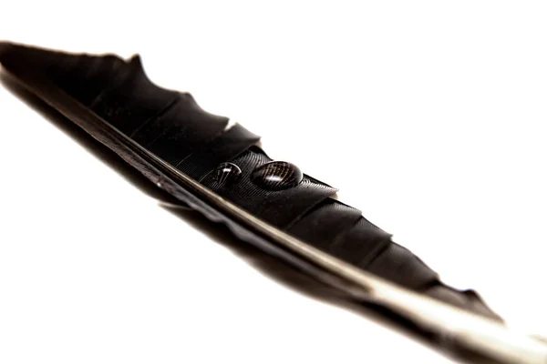 A drop of water on a black feather — Stock Photo, Image