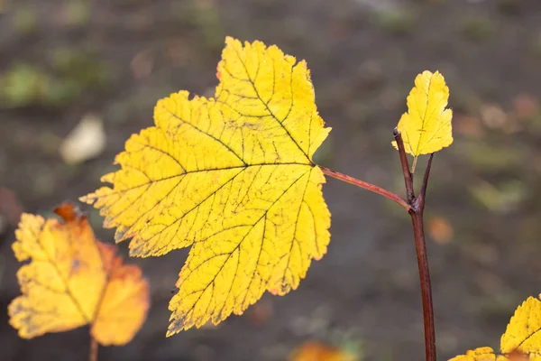 Gele Herfstblad Een Tak Herfst Mooie Natuur Achtergrond — Stockfoto