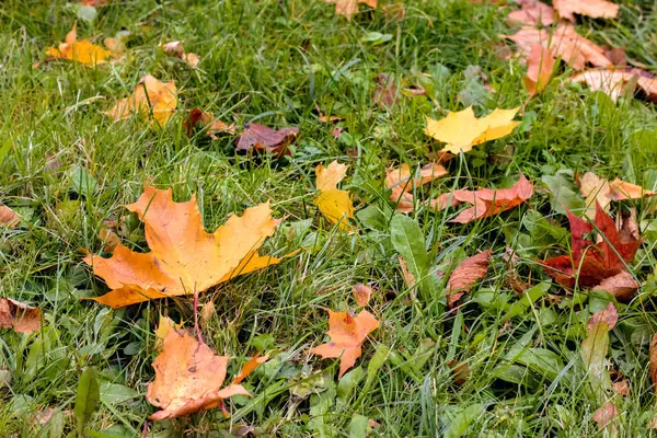 緑の芝生 秋の美しい自然の秋の黄色のカエデの葉 — ストック写真