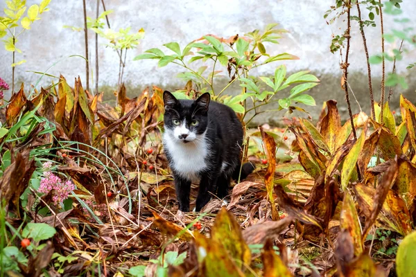 Zwarte Kat Gele Fall Gebladerte Dieren Outemn Natuur — Stockfoto