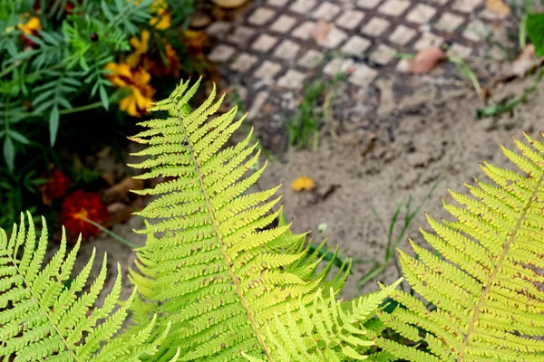 Fern Takjes Een Achtergrond Van Oranje Bloemen Achtergrond Voor Tekst — Stockfoto