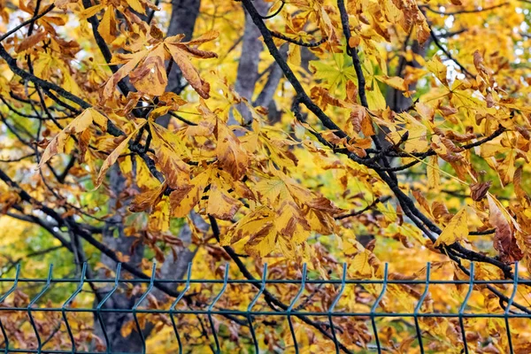 Yellow Autumn Leaf Branch Autumn Beautiful Nature Background — Stock Photo, Image