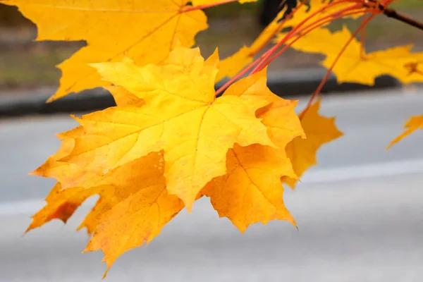 Żółty Jesienny Liść Oddział Jesień Natura Piękny Tło — Zdjęcie stockowe
