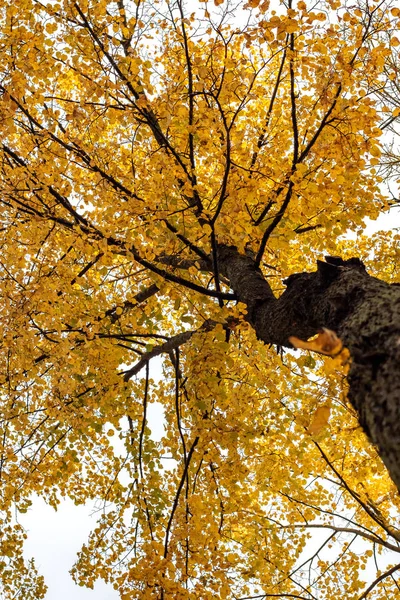 Bottom View Yellow Autumn Tree — Stock Photo, Image