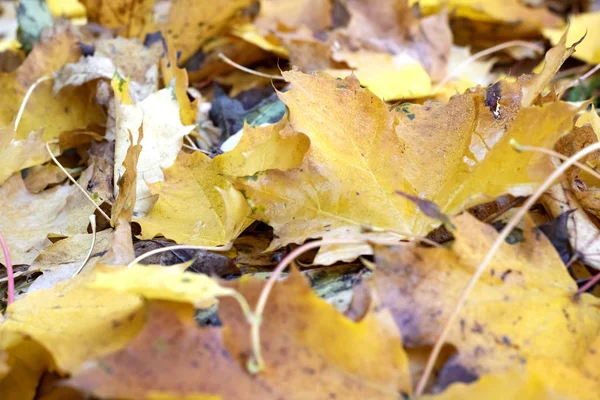 秋の黄色のカエデの葉クローズ アップ テキスト テクスチャの背景 — ストック写真