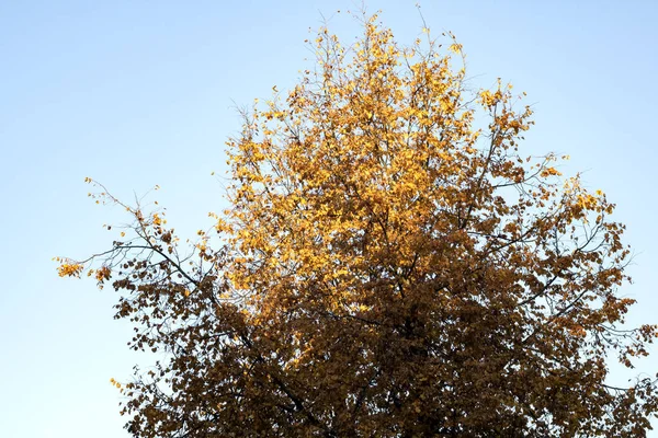 Treetop Autumn Yellow Leaves Blue Sky Background Sunny — Stock Photo, Image