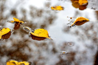 Gökyüzü yansıması, doğa ile bir su birikintisi içinde sarı sonbahar yaprakları