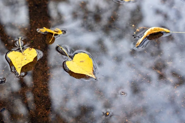 Yellow autumn leaves in a puddle with sky reflection, nature