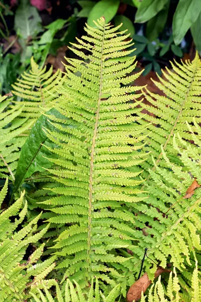 Fern Takjes Een Achtergrond Van Oranje Bloemen — Stockfoto