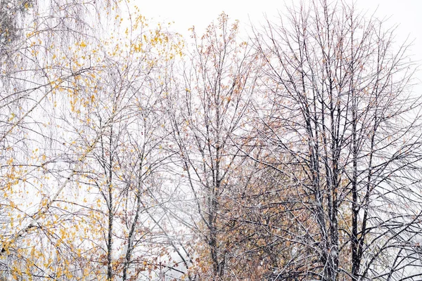 Χιόνι Που Καλύπτει Κορυφές Των Δέντρων Ενάντια Στον Ουρανό Φόντο — Φωτογραφία Αρχείου
