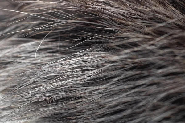 Серый мех с шерстью крупным планом, текстура или фон — стоковое фото
