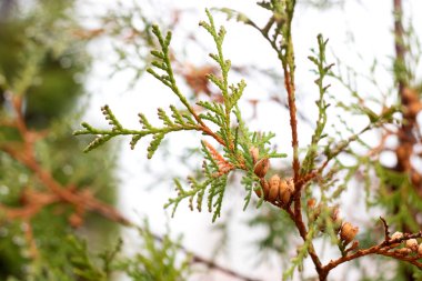 Yeşil ağaç dalları ile su damlaları gökyüzü, sonbahar