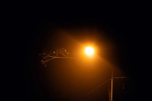 Lanterna gialla e ramo d'albero al buio — Foto Stock