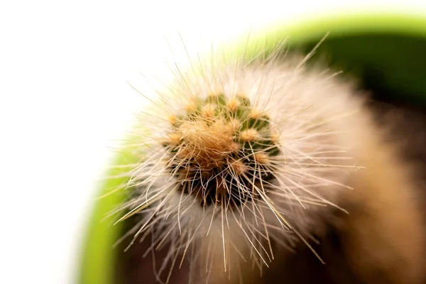 Cactus verde con agujas amarillas de cerca, vista superior —  Fotos de Stock