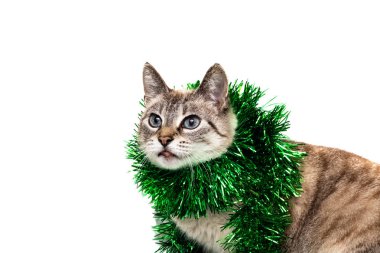 Beyaz arka plan üzerinde beyaz çizgili kedi yeşil bir Noel dekorasyonu ile izole