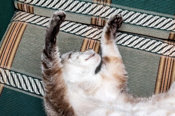 Gatto Bianco Con Zampe Nere Sul Divano Vicino — Foto Stock