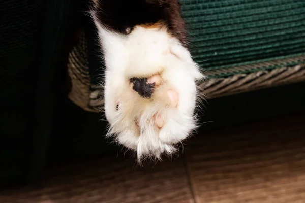 Pata branca de um gato com uma mancha preta — Fotografia de Stock