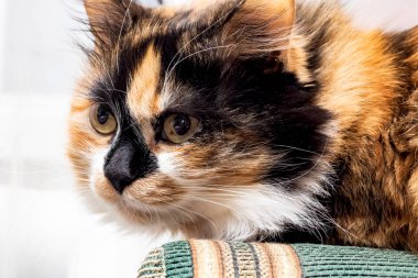 Kırmızı siyah beyaz kedi yeşil kanepede yatan yakın çekim