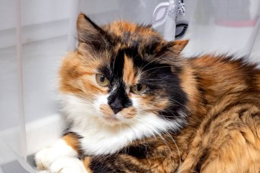 Kırmızı siyah beyaz kedi yeşil kanepede yatan yakın çekim