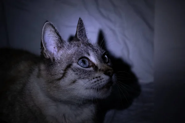 Серый Кот Закрывает Глаза Темноте Голубые Глаза — стоковое фото