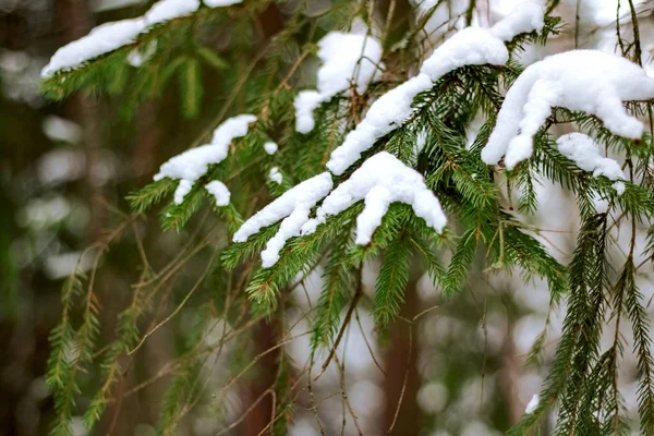 Une branche d'épinette verte sous la neige — Photo