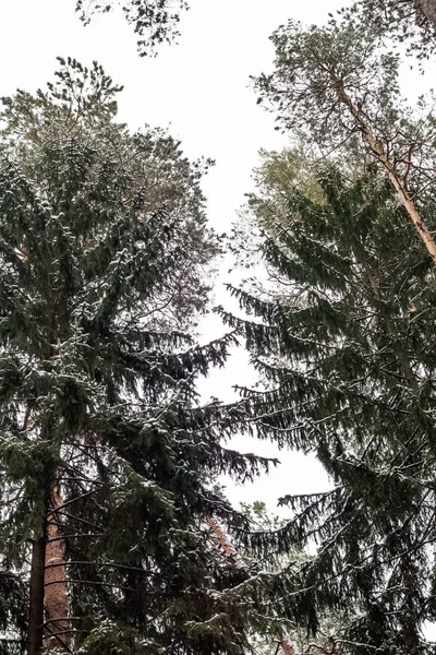 Ramos de árvores sob a neve contra o céu — Fotografia de Stock