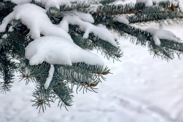 Neige Sur Branche Épinette Bleue Avec Espace Copie — Photo