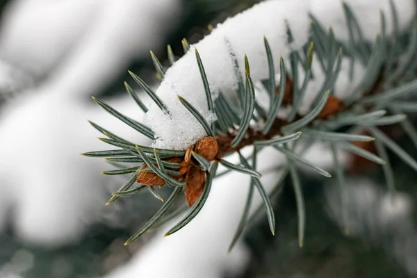 Neige Sur Une Branche Épinette Bleue Gros Plan Macro Photo — Photo