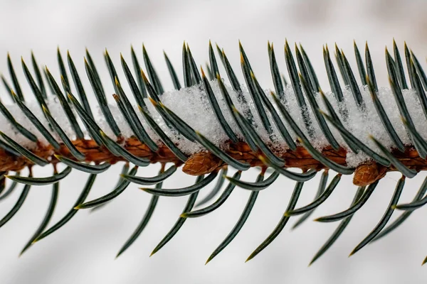 Snow Branch Blue Spruce Close Macro Photo — Stock Photo, Image