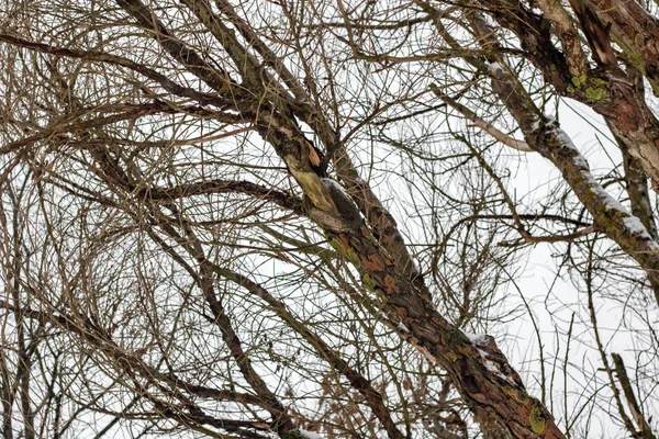 Ветви Дерева Листьев Сером Небе — стоковое фото