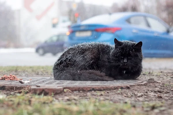 Obdachlose Schwarze Katze Schläft Unter Dem Schnee Auf Dem Hintergrund — Stockfoto