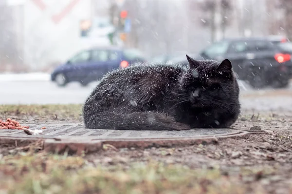Kucing Hitam Tunawisma Tidur Bawah Salju Latar Belakang Mobil — Stok Foto