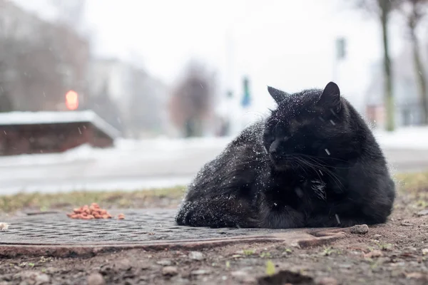 Obdachlose Schwarze Katze Schläft Unter Dem Schnee Auf Dem Hintergrund — Stockfoto