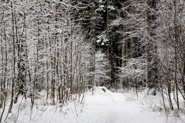 Kar ile dallar arasında ormanda yol