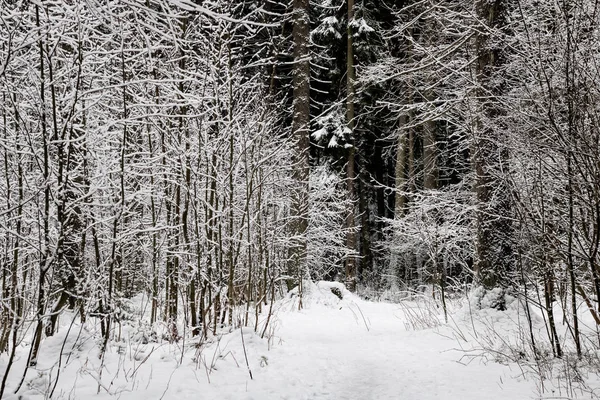 Caminho Floresta Entre Ramos Com Neve — Fotografia de Stock