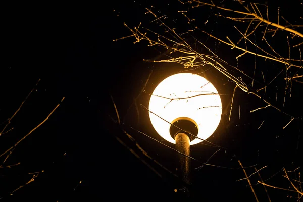 Noght Ağaç Dallarında Arasında Sokak Lambası Yakın Çekim — Stok fotoğraf