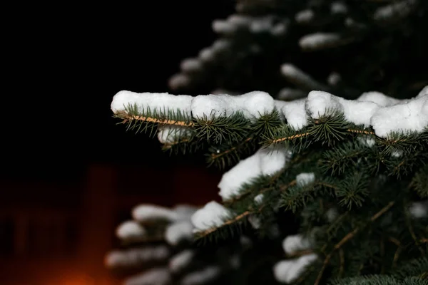 Branch Spruce Snow Night Copy Space — Stock Photo, Image